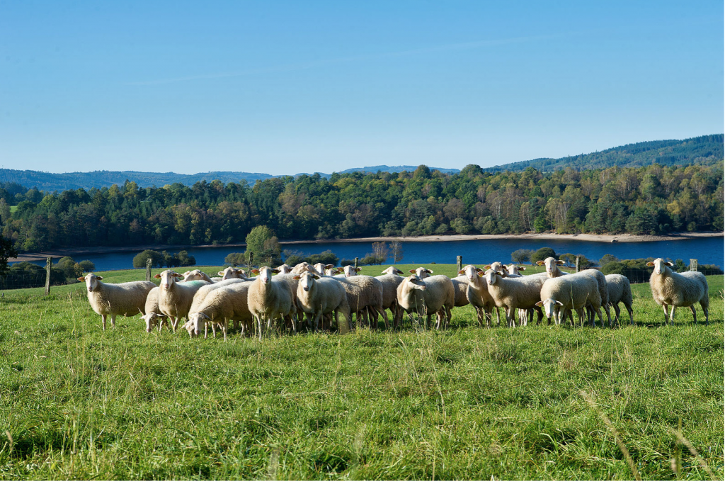 Les moutons de sophie