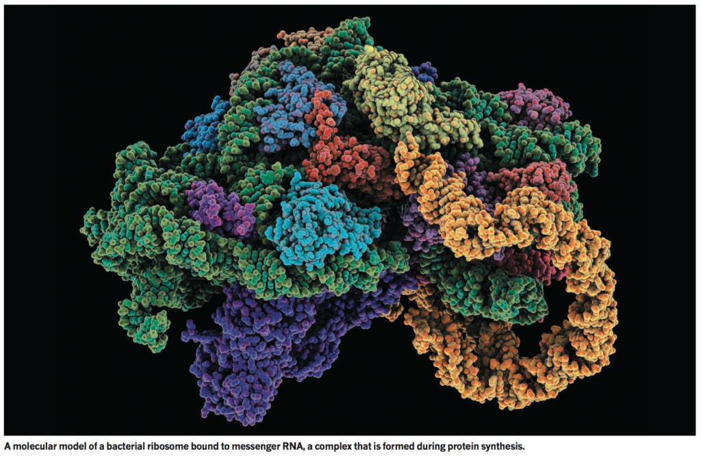 Ribosome et RNA